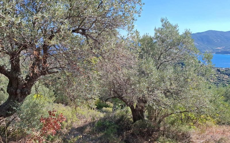 Cottage to renovate with beautiful views