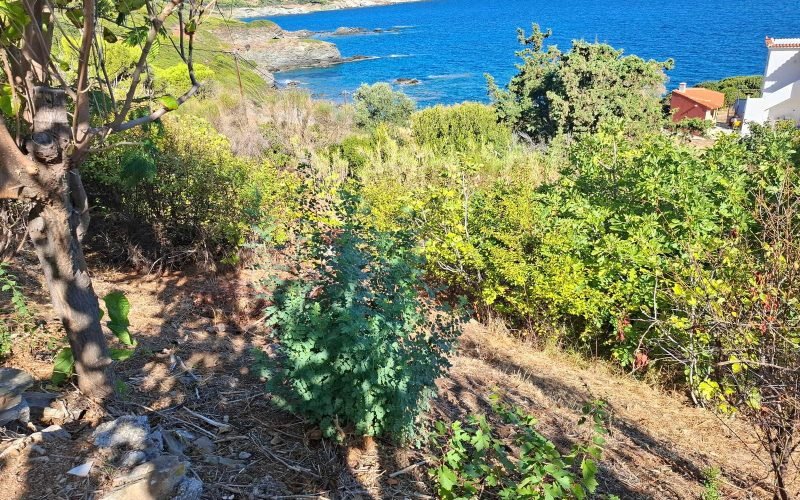 Skopelos Beachfront property to renovate