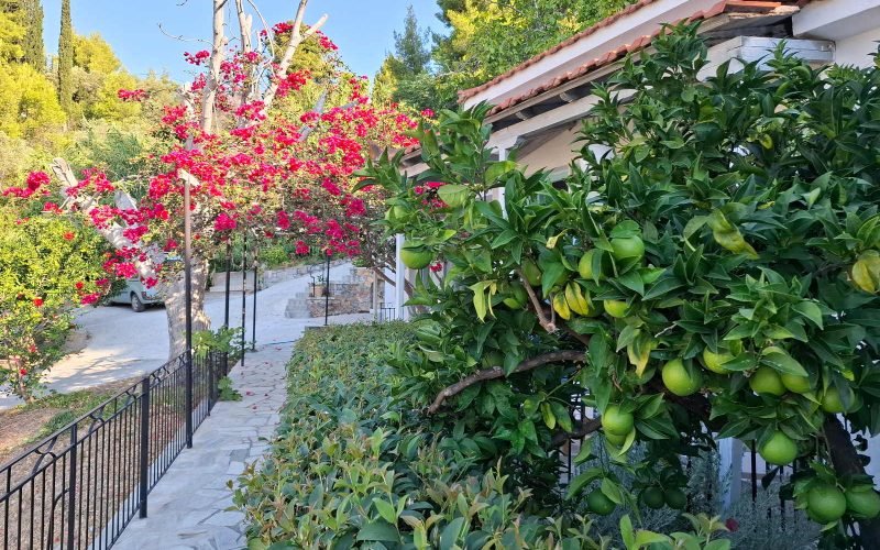 Unique complexe of cottages on Stafilos beach