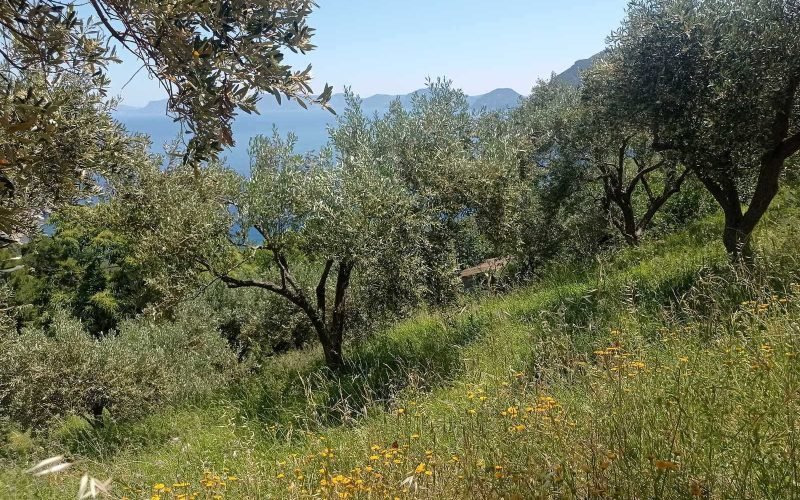 Land in Raches area with best views to the Aegean Sea