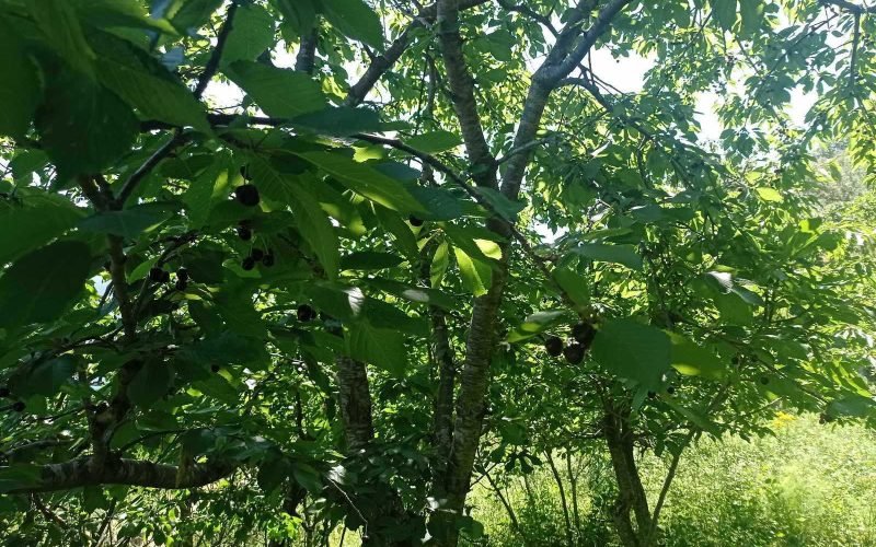 Land in Raches area with best views to the Aegean Sea