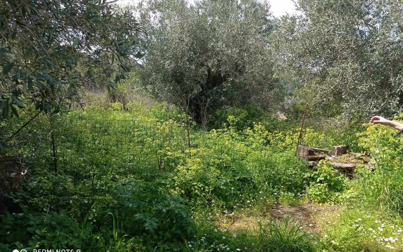 Big land with cottages to renovate close to Panormos beach Land