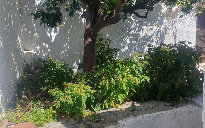 Skopelos Town house to renovate with terrace and yard