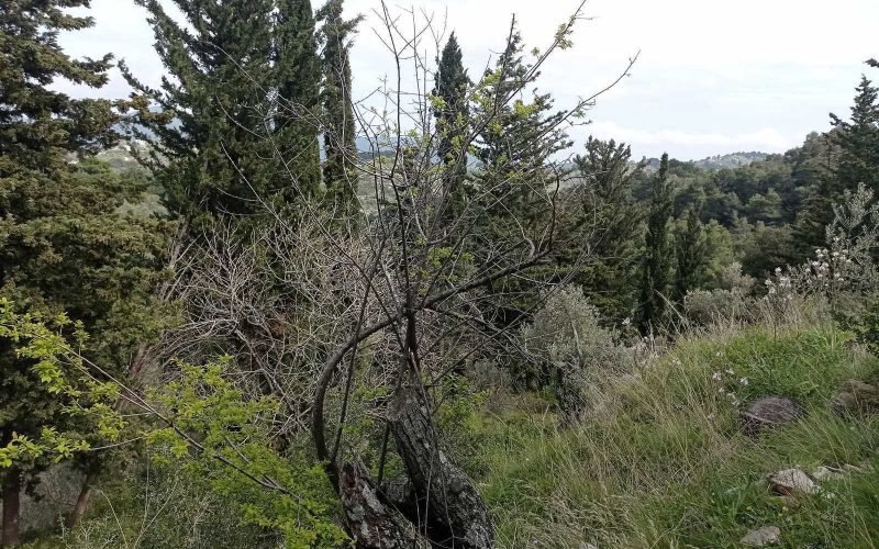 Traditional cottage with spacious land in Ananias area