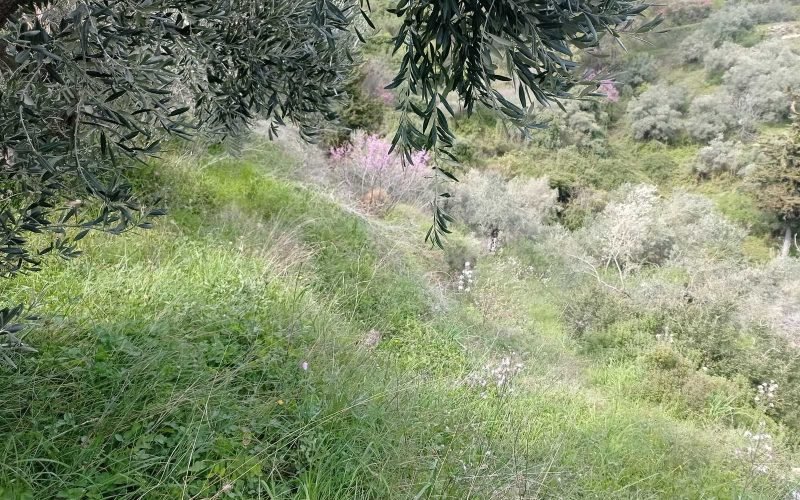 Traditional cottage with spacious land in Ananias area