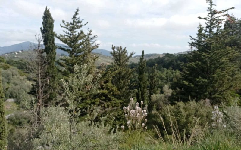 Traditional cottage with spacious land in Ananias area