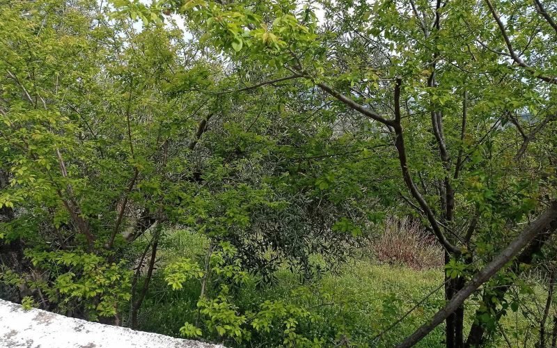 Traditional cottage with spacious land in Ananias area