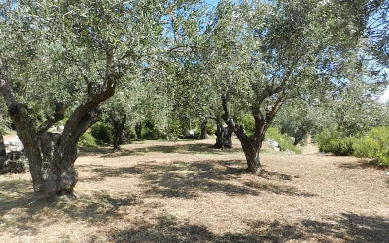 Architect designed Villa in the countryside of Skopelos Island Olive grove