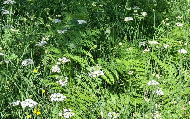 Buildable plot in the countryside of Alikias area