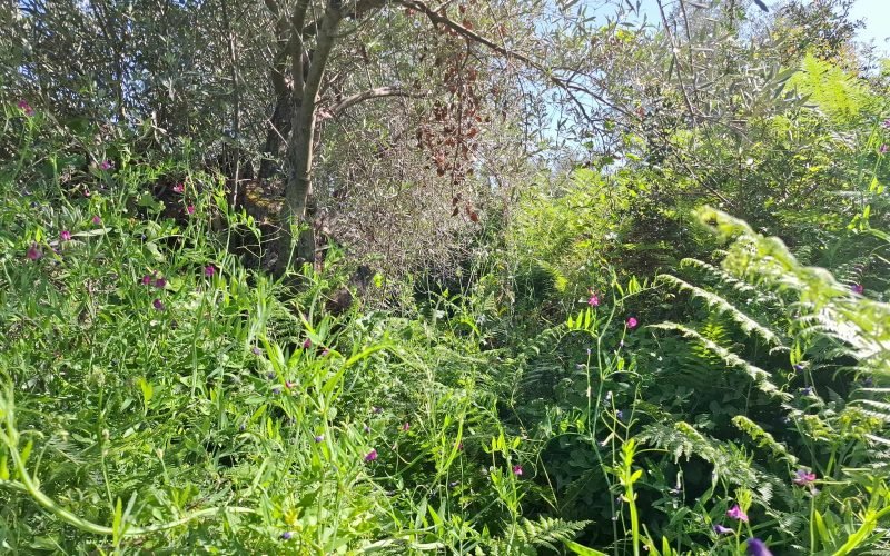Buildable plot in the countryside of Alikias area