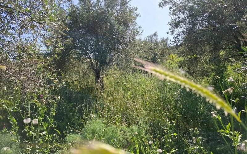 Buildable plot in the countryside of Alikias area