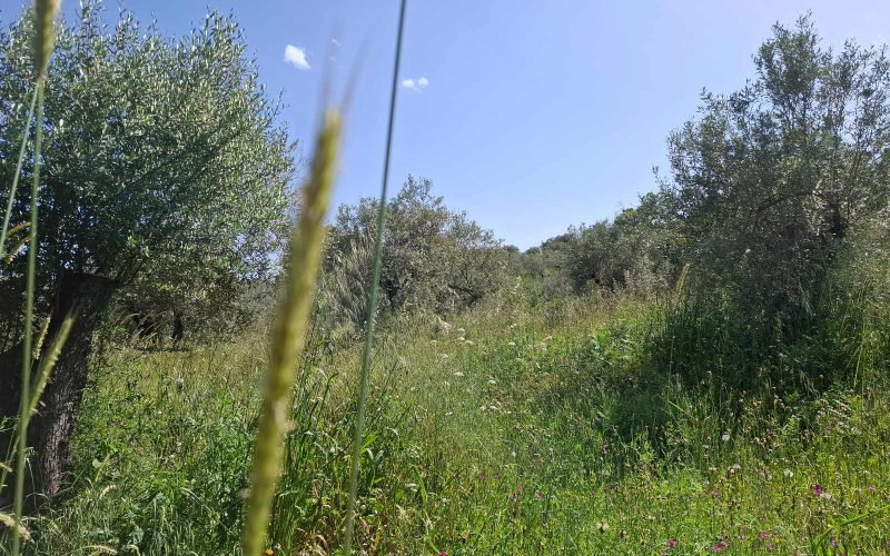 Buildable plot in the countryside of Alikias area