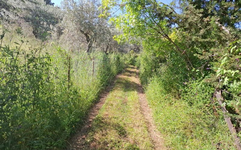 Buildable plot in the countryside of Alikias area