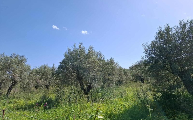 Buildable plot in the countryside of Alikias area