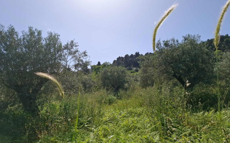 Buildable plot in the countryside of Alikias area