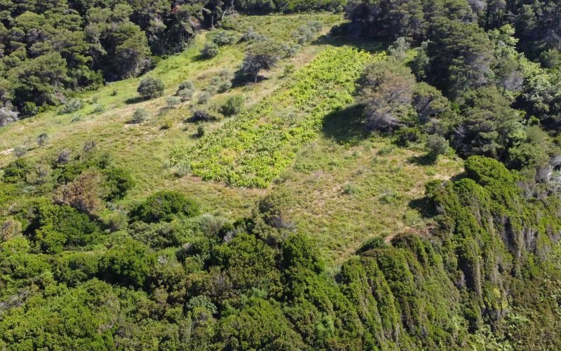 Unique land with access to two beaches on Skopelos Island, Greece