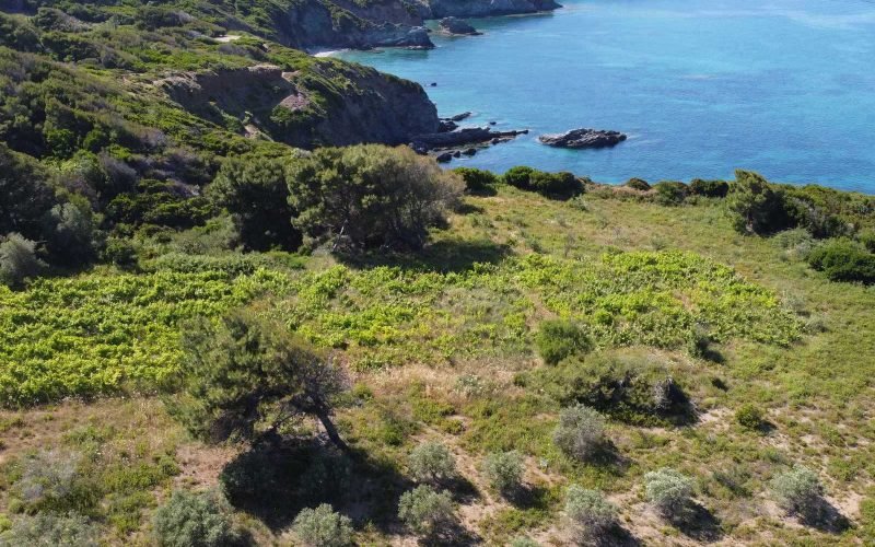 Unique land with access to two beaches on Skopelos Island, Greece