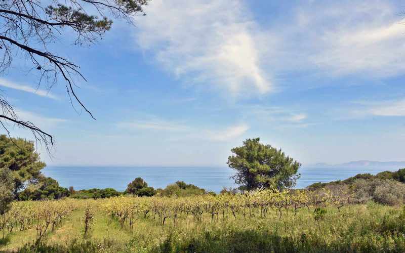 Unique land with access to two beaches on Skopelos Island, Greece