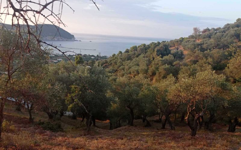 Buildable olive grove with views to Skopelos Town and port