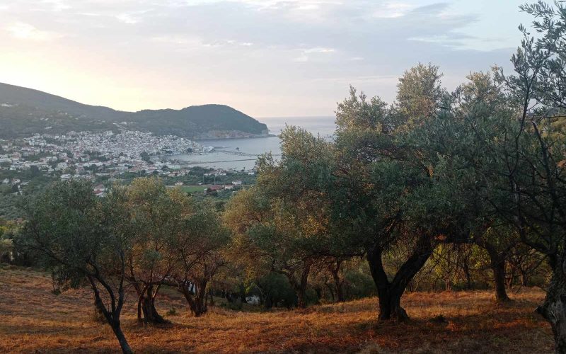 Buildable olive grove with views to Skopelos Town and port