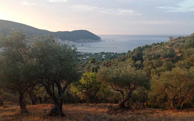 Buildable olive grove with views to Skopelos Town and port