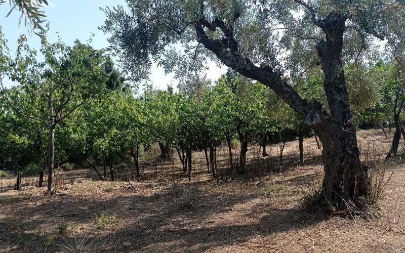 Spacious Traditional cottage in Kalogeros area to renovate