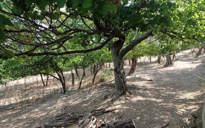 Spacious Traditional cottage in Kalogeros area to renovate