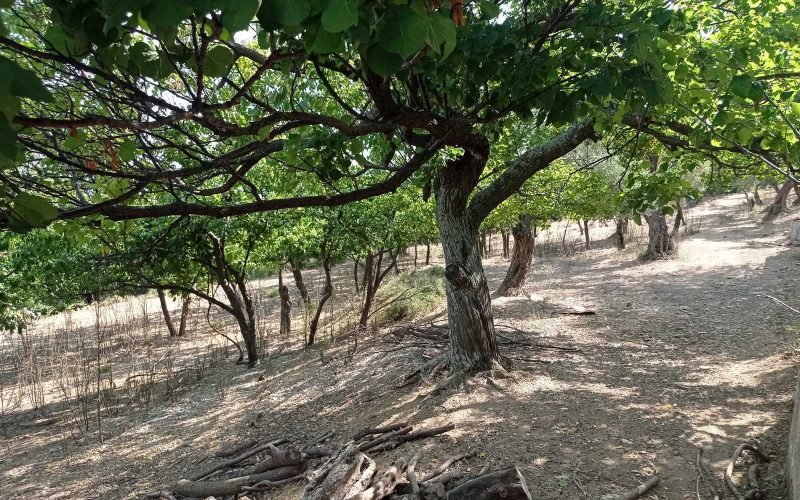 Spacious Traditional cottage in Kalogeros area to renovate