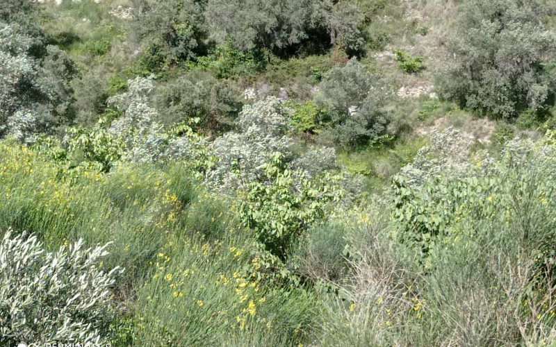 Buildable plot with views close to Armenopetra beach
