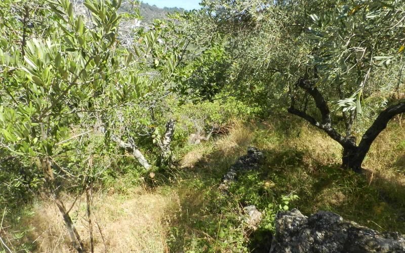 Plot near Glossa rea with views to the Sea Vegetation