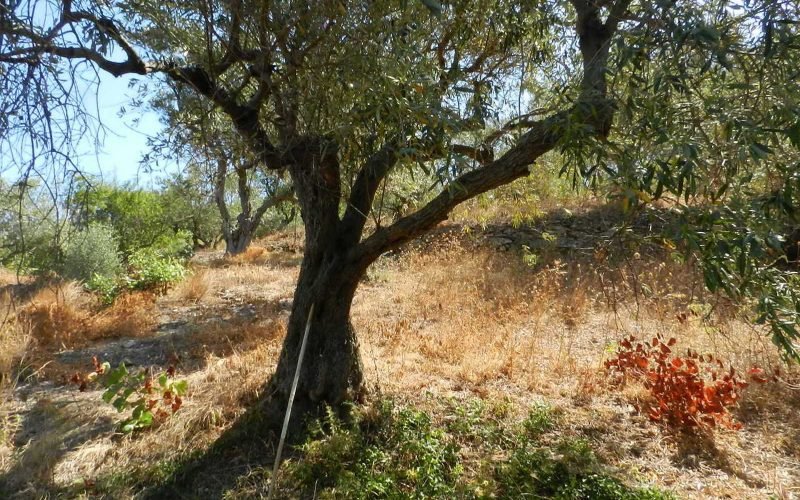 Plot near Glossa rea with views to the Sea - Olive trees