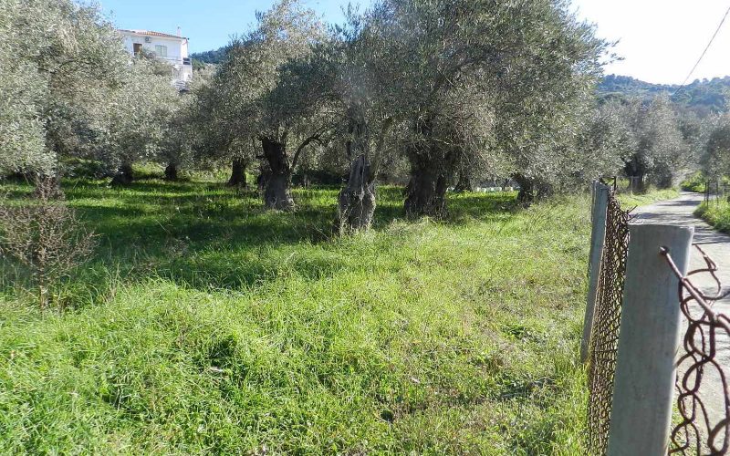 Land close to Skopelos waterfront with buildng permit Vegetation