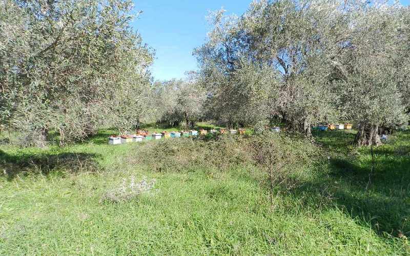 Land close to Skopelos waterfront with buildng permit Land