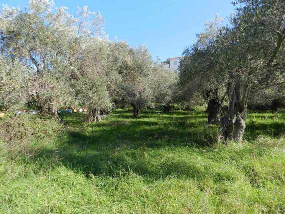 Land close to Skopelos waterfront with buildng permit