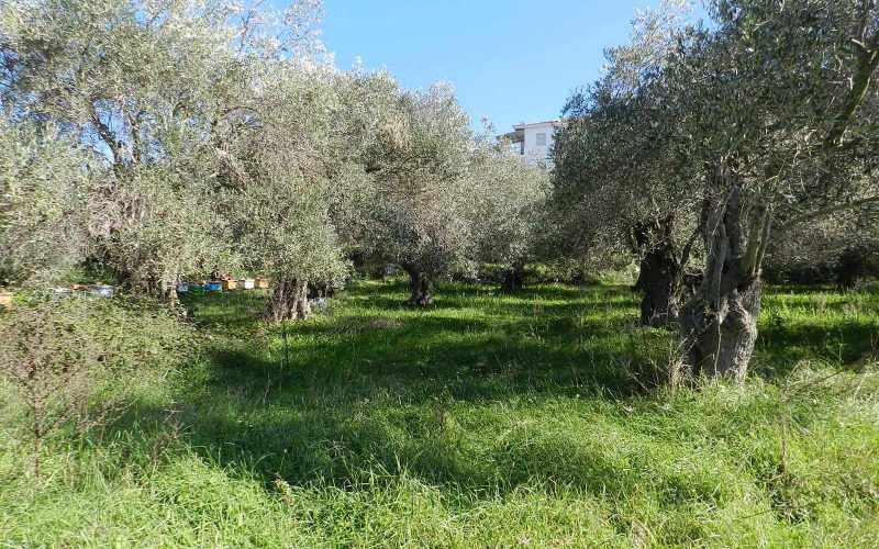 Land close to Skopelos waterfront with buildng permit