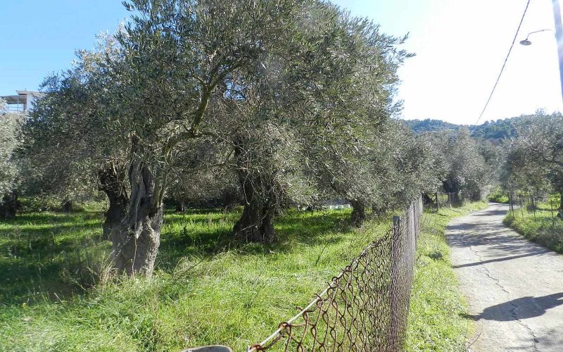 Land close to Skopelos waterfront with buildng permit Road