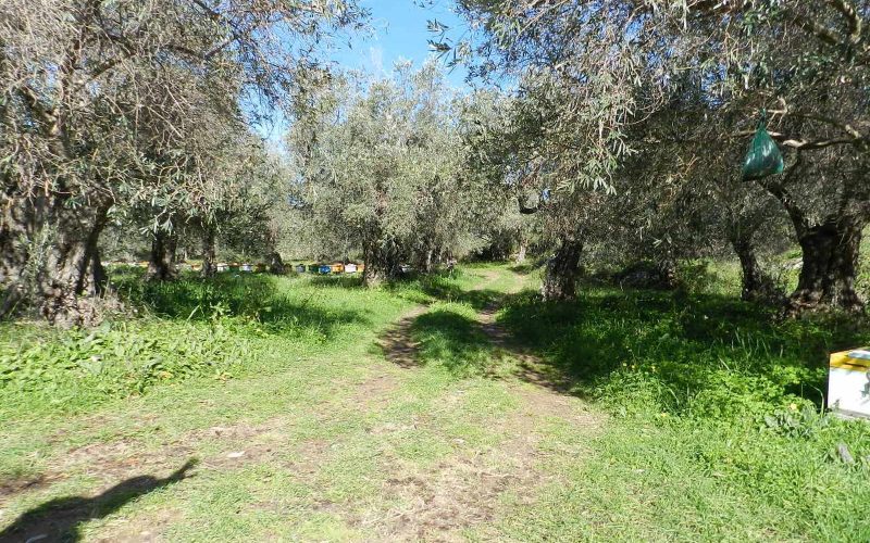Land close to Skopelos waterfront with buildng permit Land 3