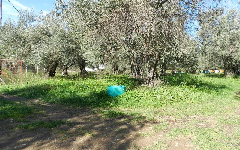 Land close to Skopelos waterfront with buildng permit Land 4