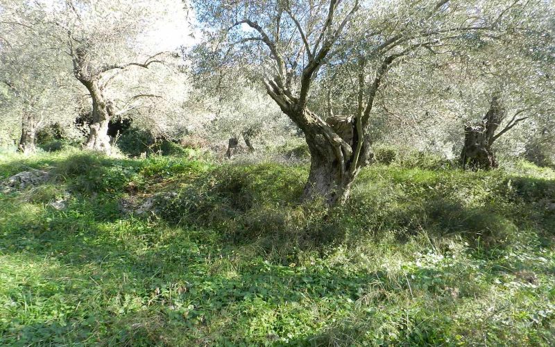 Land close to Skopelos waterfront with buildng permit Olives