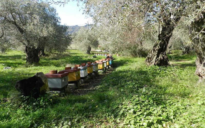 Land close to Skopelos waterfront with buildng permit Land 3