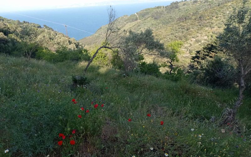Beautiful plot with Sea views and building permit in Glossa area