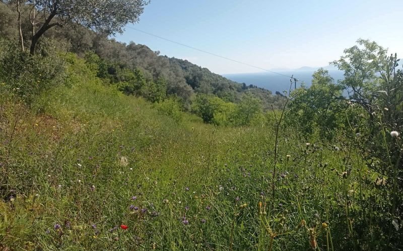 Beautiful plot with Sea views and building permit in Glossa area