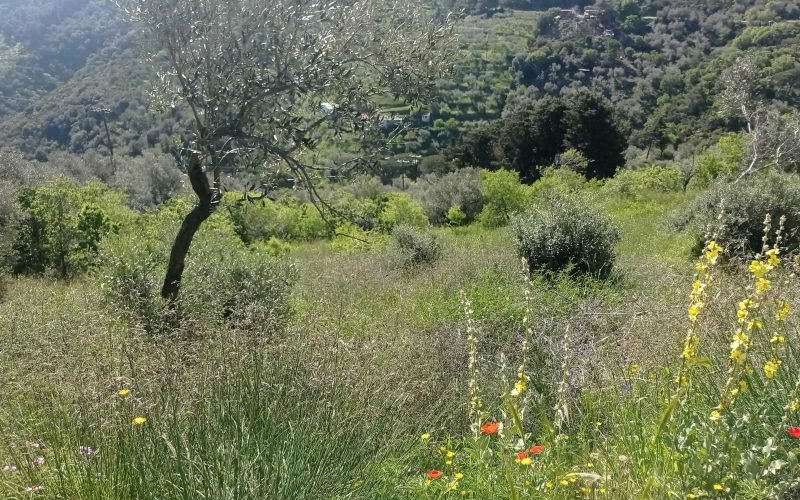 Beautiful plot with Sea views and building permit in Glossa area