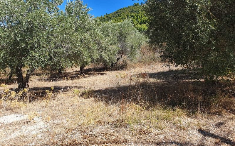 Lovely Stafilos plot