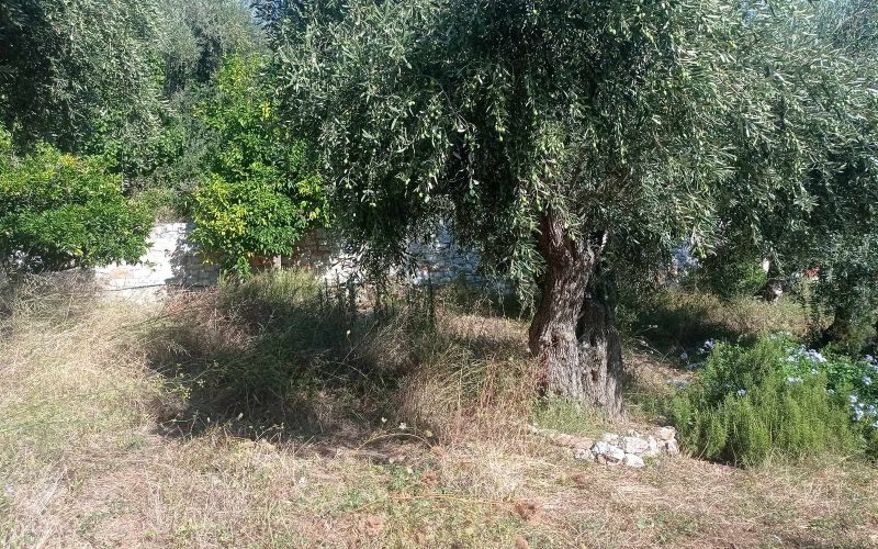 Cottage in a spacious plot close to Skopelos ring road.