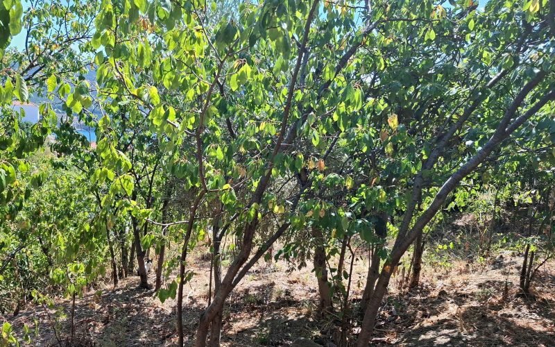 Buildable Plot in Skopelos Town