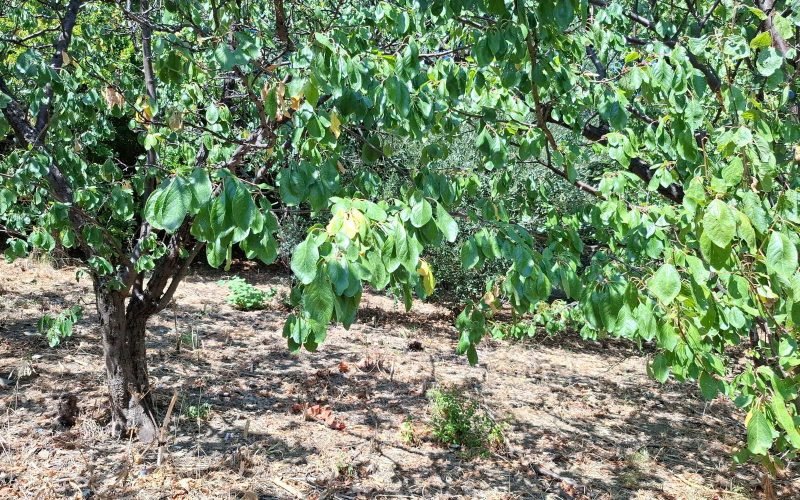 Buildable Plot in Skopelos Town