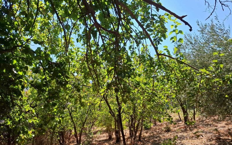 Buildable Plot in Skopelos Town