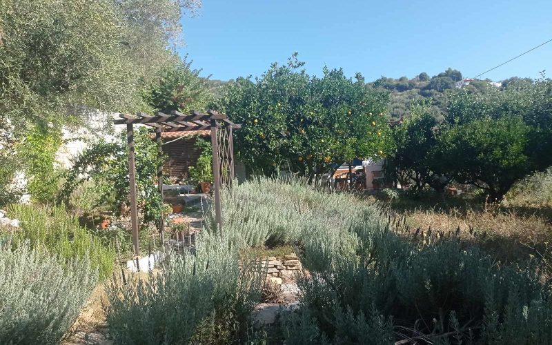 Cottage in a spacious plot close to Skopelos ring road.