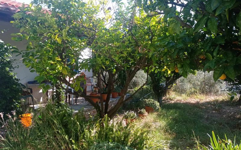 Cottage in a spacious plot close to Skopelos ring road.